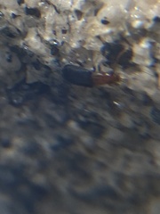 Coleoptera