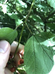 Viburnum opulus opulus