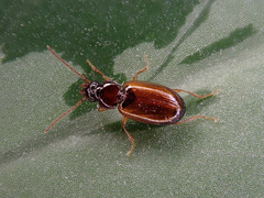Trechus quadristriatus