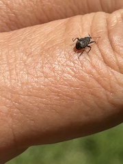 Conotrachelus posticatus