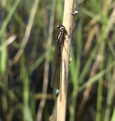 Coenagrion armatum