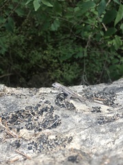 Sceloporus consobrinus