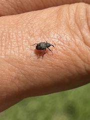 Conotrachelus posticatus