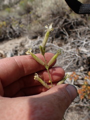Silene bernardina