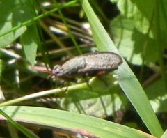 Coremacera marginata