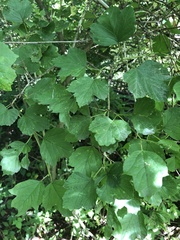 Viburnum opulus opulus