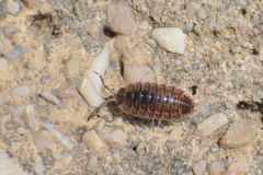 Porcellio obsoletus