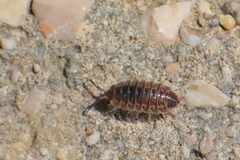 Porcellio obsoletus