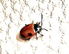 Endomychus biguttatus