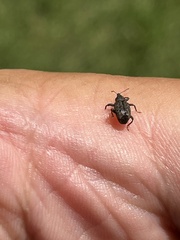 Conotrachelus posticatus