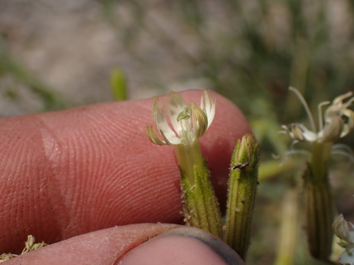 Image of Silene bernardina by (c) Martin Purdy, some rights reserved (CC BY)