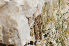 Calliptamus italicus