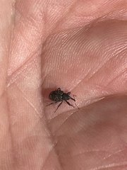 Conotrachelus posticatus