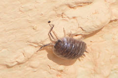 Porcellio obsoletus