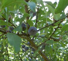 Prunus spinosa