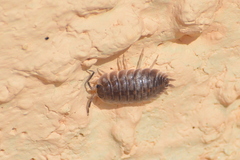 Porcellio obsoletus