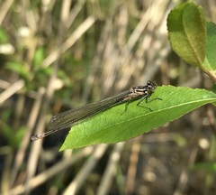 Coenagrion pulchellum