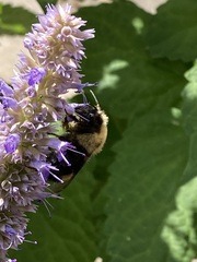 Bombus citrinus