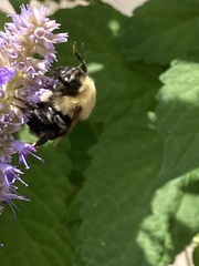 Bombus citrinus