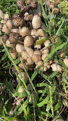 Coprinopsis variegata