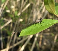 Coenagrion pulchellum