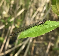 Coenagrion pulchellum