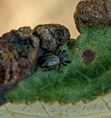 Sassacus papenhoei