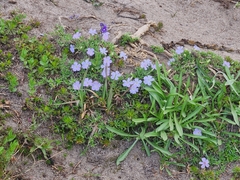 Phlox diffusa