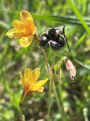 Zephyranthes tubispatha