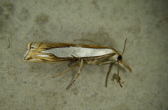 Crambus watsonellus