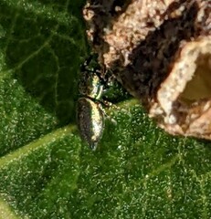 Sassacus papenhoei