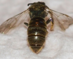 Lasioglossum bruneri