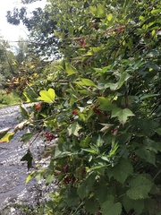 Viburnum opulus americanum