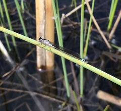 Coenagrion armatum