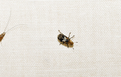 Euparius paganus