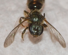 Lasioglossum bruneri