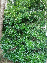 Elaeodendron australe