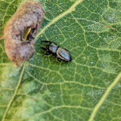 Sassacus papenhoei