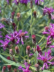 Melissodes denticulatus