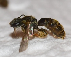 Lasioglossum bruneri
