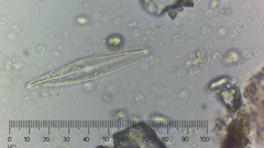 Bacillariophyceae
