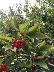 Viburnum opulus americanum