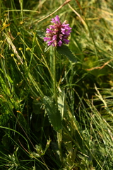 Betonica hirsuta