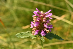 Betonica hirsuta