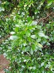 Elaeodendron australe