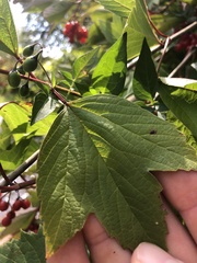 Viburnum opulus americanum