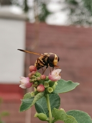 Volucella inanis