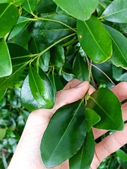 Elaeodendron australe