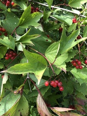 Viburnum opulus americanum