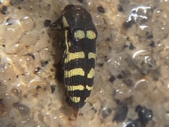 Acmaeodera alicia
